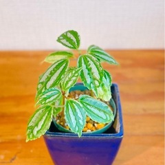 🉐値下！珍種植物！ピレア！雑貨ポッド付き！まるで作り物のような葉っぱ！の画像