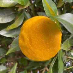 ゆず🍊大きめサイズ1個100円😊無消毒、無農薬😃柚子風呂♨️柚子シロップなどにの画像
