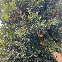 ゆず🍊大きめサイズ1個100円😊無消毒、無農薬😃柚子風呂♨️柚子シロップなどにの画像