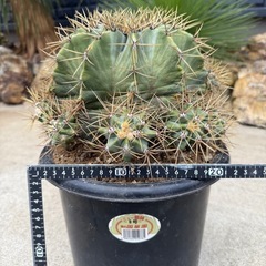 王冠竜　群生　子沢山　検)サボテン　ドライガーデン　カクタスの画像