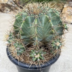 王冠竜　群生　子沢山　検)サボテン　ドライガーデン　カクタスの画像