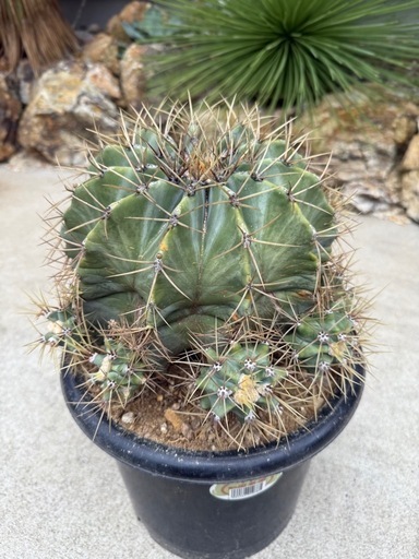 王冠竜　群生　子沢山　検)サボテン　ドライガーデン　カクタス