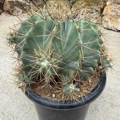 王冠竜　群生　子沢山　検)サボテン　ドライガーデン　カクタスの画像