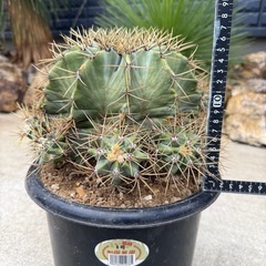 王冠竜　群生　子沢山　検)サボテン　ドライガーデン　カクタスの画像