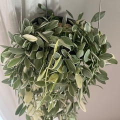 ディスキディアエメラルドの画像