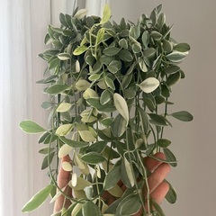 ディスキディアエメラルドの画像