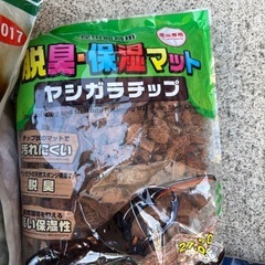 育成セット☆カブトムシの画像