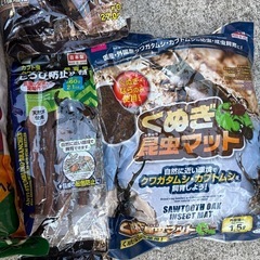 育成セット☆カブトムシの画像