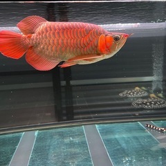 アロワナキングショートの画像