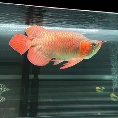 アロワナキングショートの画像