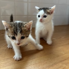 子猫里親募集（急募）