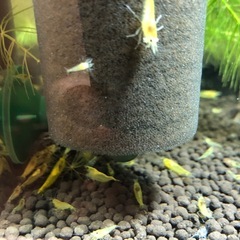 イエローチェリーシュリンプ（まとめ割り有）の画像