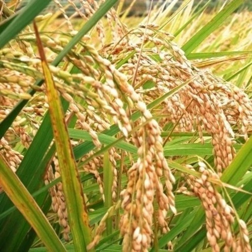 59令和7年度茨城県コシヒカリ新米になります。大人気商品となっております。10キロ入りです。コメントお待ちしております。