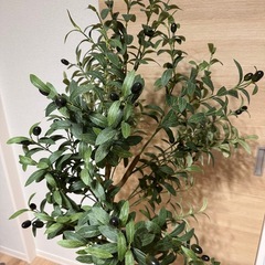 人口植物の画像