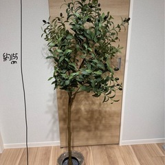 人口植物の画像