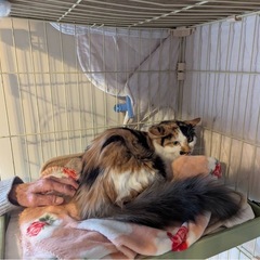 ミケちゃん長毛🐈女の子5ヶ月くらい　血液検査済み