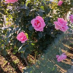 12月3日水曜日立川ランチ&カラオケ会参加募集