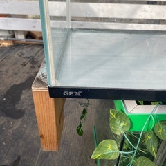 60センチ水槽　GEXガラス水槽の画像
