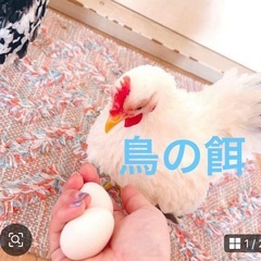 鳥 家畜用餌 30kg 古マイの画像