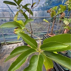 果樹苗　アボカド　接木苗　大苗　ラベル落ちの画像