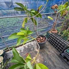 果樹苗　アボカド　接木苗　大苗　ラベル落ちの画像