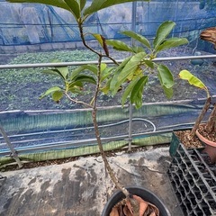 果樹苗　アボカド　接木苗　大苗　ラベル落ちの画像