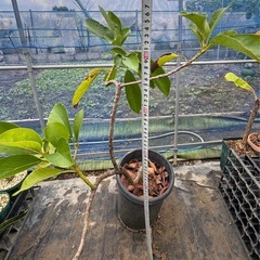 果樹苗　アボカド　接木苗　大苗　ラベル落ちの画像