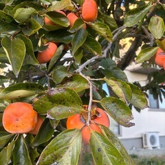 美味しい！甘柿aの画像