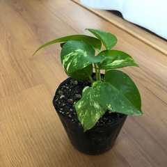 (お話し中)   ポトスの画像