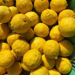 ⑥ 柚子　2kg  決まりましたの画像