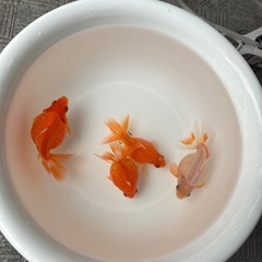 ピンポンパール4匹の画像