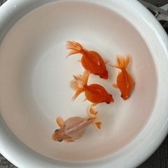 ピンポンパール4匹の画像