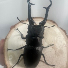 ギラファノコギリクワガタ(亜種ケイスケ)ペア 100mmUPの画像