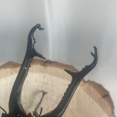 ギラファノコギリクワガタ(亜種ケイスケ)ペア 100mmUPの画像