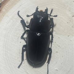ギラファノコギリクワガタ(亜種ケイスケ)ペア 100mmUPの画像