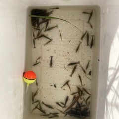 淡水エビの画像