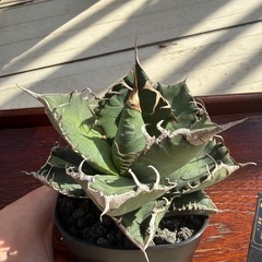 アガベ           悪魔くんの画像