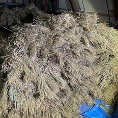 農薬不使用の稲藁、5kg〜お譲りします！の画像