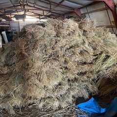 農薬不使用の稲藁、5kg〜お譲りします！の画像