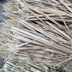農薬不使用の稲藁、5kg〜お譲りします！の画像