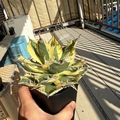 アガベ チタノタ スナグルトゥースの画像