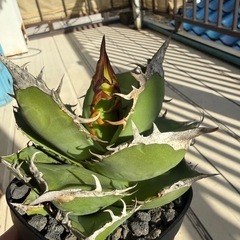 アガベ チタノタ トリケラトプス  の画像