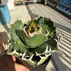 アガベ 白鯨の画像