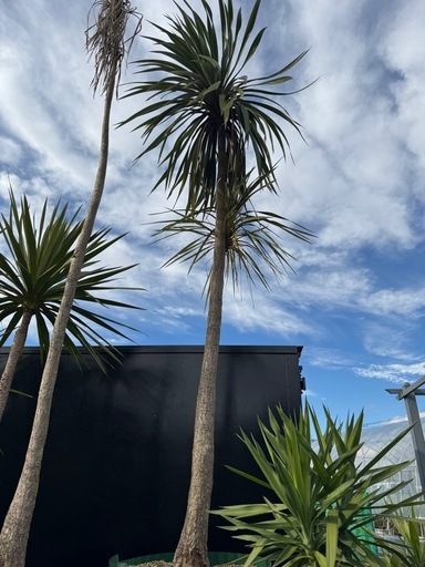 巨大なドラセナ