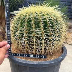 金鯱　検) サボテン　ドライガーデン　カクタス　キンシャチの画像