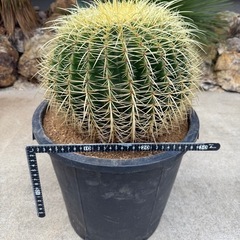 金鯱　検) サボテン　ドライガーデン　カクタス　キンシャチの画像