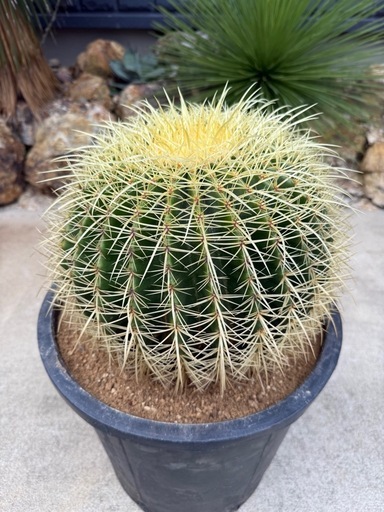 金鯱　検) サボテン　ドライガーデン　カクタス　キンシャチ