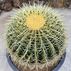 金鯱　検) サボテン　ドライガーデン　カクタス　キンシャチの画像