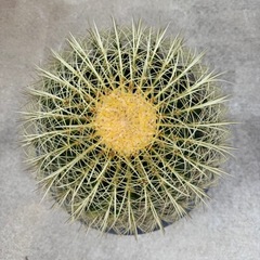 金鯱　検) サボテン　ドライガーデン　カクタス　キンシャチの画像