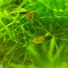 水草増えすぎ　差し上げます　オオカナダモ アナカリス　水草　の画像